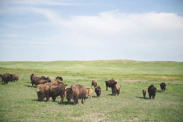 Where the Buffalo Roam: A Fun Date Trip Idea