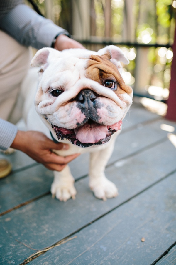 Spring Engagement Session with a Pup Named Neville