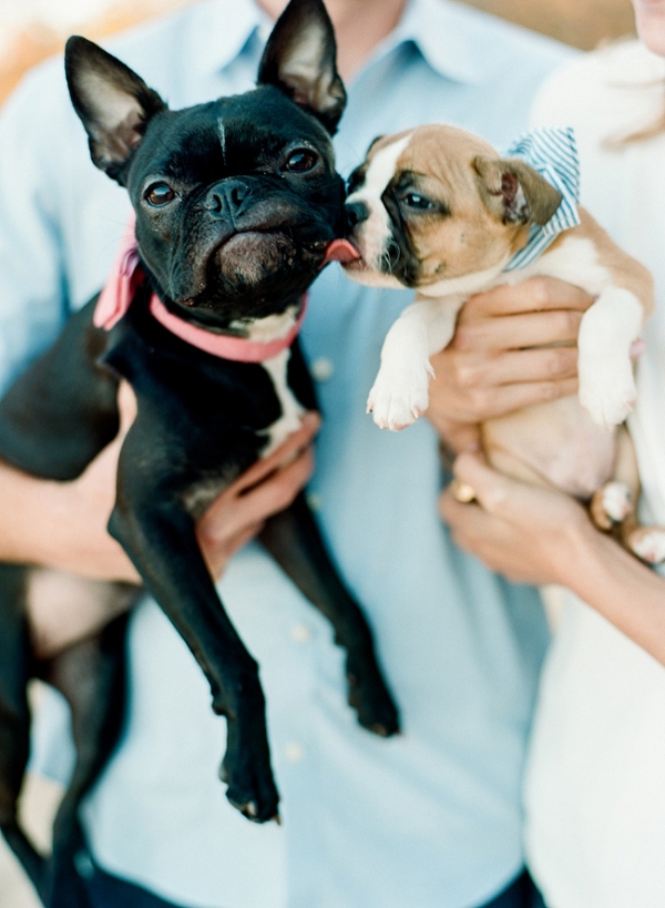 Adorable Puppy Filled Engagement