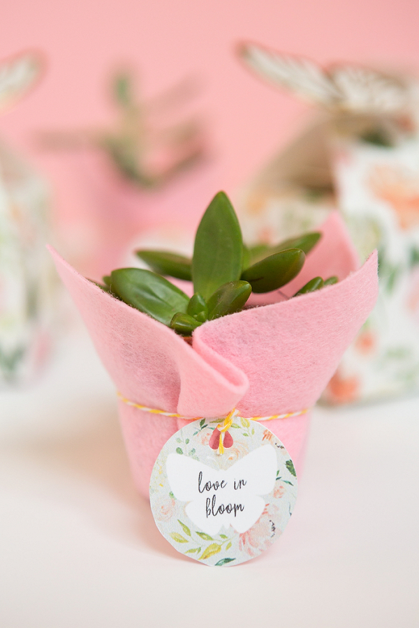 DIY Succulent Favors