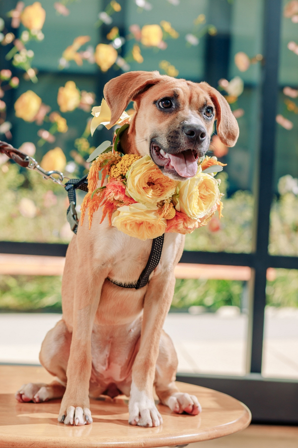 Loft Wedding Inspiration Featuring Adoptable Dogs