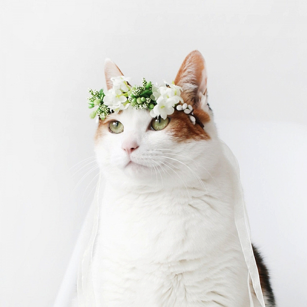 Cat Lover Wedding Ideas You Need To See Right Meow